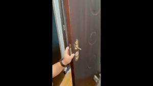 Stainless Steel Door Lock Silent Anti-Theft Door Handle Lock Interior Doorknobs Safety Lock