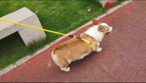 Pet Harness Dog And Cat Tali Dada Anjing dan Kucing Tambang Uk.S