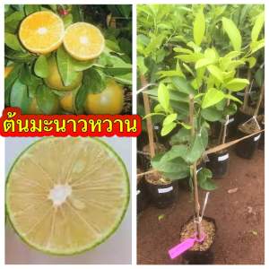 ต้นมะนาวหวาน เสียบยอดขนาด60-70ซม. อยู่ในตระกูลเดียวกับมะนาวแป้นลูกใหญ่.ลูกดก.เปลือกบางออกลูกตลอดทั้งปีทนต่อแมลงและแคงเกอร์. เนื้อสีเหลืองเหมือนสัมเขียวหวาน. รสชาติหวาน