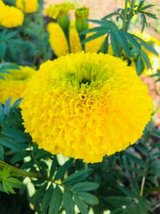 เมล็ดพันธ์ุดาวเรืองสีเหลืองบรรจุ 1000 เมล็ด ดอกกลม หนา ดก ปลูกใด้ทุกฤดู   10แถม1