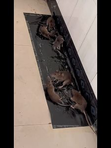 แผ่นกาวดักหนู กาวดักหนู กาวดักหนูแผ่นใหญ่ กาวเหนียว ที่ดักหนู กับดักหนู อุปกรณ์ดักหนู แผ่นกาวดักแมลง แผ่นดักหนู