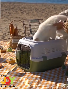 Iron Bar Carrier Pet Carrier Cat Carrier Dog Carrier IATA Approved Airline Dual Entrance Carrier Vet Carrier Hard Case Crate Carrier