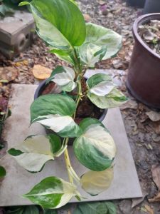 พลูแอปเปิล ไม้ฟอกอากาศใบด่าง ต้นไม้มงคล ใส่กระถาง 4 นิ้ว