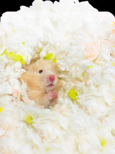 TIYES | Winter Warm Soft Absorbent Odor-removal Hamster Bedding Material