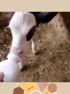 0.25/0.85/1/2L Lamb Cow and Piglet Bottle Nursing Bottle with Replaceable Bottles