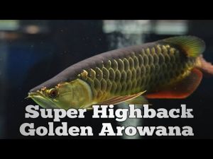 Super Golden HighBack Arowana Aquarium ornamental fish with Golden Blue iridescent scales and red fins and tail