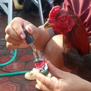 Suplemen Kesehatan Ayam Jago Zeorfarm Vit Boster