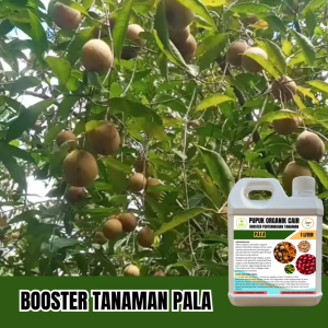 Booster Pupuk Pala Agar Cepat Berbuah Lebat POC Percepat Masa Pertumbuhan Mengurangi Kerontokan