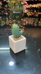 กระถางกระบองเพชรปลอม ต้นไม้ปลอมมินิมอล