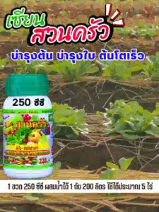 เซียนสวนครัว ขนาด 250 ซีซี 1 ขวด ฮอร์โมนฉีดพ่นทางใบ บำรุงต้น บำรุงใบ ต้นโตเร็ว หยุดปัญหา ต้นไม่โต ต้นแคระแกร็น ใบเหลือง ใบม่วง
