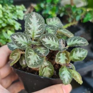 Cây Ấm Kiếm Episcia Silver Sheen – Cây Cảnh Mini Terrarium Tiểu Cảnh Paludarium