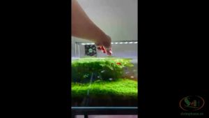 Thức ăn cá Multi Color Top Up cám hạt nổi tăng màu bể cá thủy sinh thùng xốp