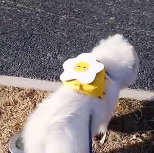 Pet Cute Walking Snack Storage Backpack With Ring Leash: Perfect Companion for Your Pet's Adventures