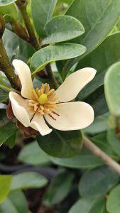 จำปีแขกขาว กระถาง 11 นิ้ว ต้นสวยและแข็งแรง (กทม)