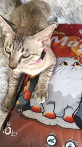 10 ลิตร กลิ่นกาแฟ ทรายแมว Magma กลิ่นกาแฟ ชุดของ กลิ่นกาแฟ