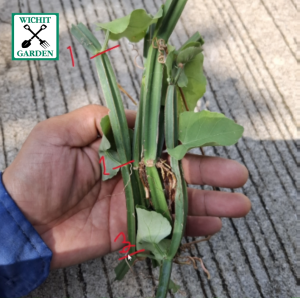 กิ่งพันธุ์เพชรสังฆาต 1 ชุด 5 กิ่ง กิ่งล่ะ 3ข้อตา เพื่อขยายพันธุ์โดยเฉพาะ แถม 5 กิ่ง รวมเป็น 10 กิ่ง