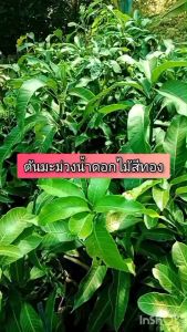 ต้นมะม่วงน้ำดอกไม้สีทอง ผลสุกที่ถูกเปลี่ยนแปลงให้มีสีเหลืองนวลหรือเหลืองทอง