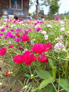 กิ่งแพรเซี่ยงไฮ้คละสี กิ่งยาว 50/100 ก้าน เก็บสดจากสวนทุกวัน