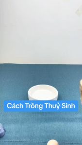 tiểu cảnh thiết mộc lan để bàn (dài 10-15cm trồng thủy sinh được ) cây giống k kèm chậu