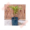 (GG real plant) long thin puding ^ pokok hidup live outdoor plant tumbuhan kebun bunga daun kuning hijau. 
