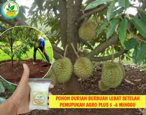 Pupuk AGRO PLUS Pupuk agro bibit TERBAIK BOOSTER BUNGA BUAH KELENGKENG MANGGA DURIAN JERUK JAMBU ALPUKAT PEPAYA APEL ANGGUR  pupuk kilat pupuk buah pupuk agro bibit pupuk psb zk za dgw zpt agrodyke cpn cng pupuk durian/pupuk kelengkeng