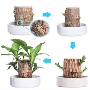 Brazilian Wood 100% Original