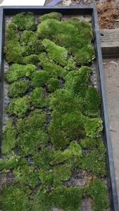 Rêu cushion lót nền cho bể terrariumlàm tường rêu chậu cảnh để bàn.