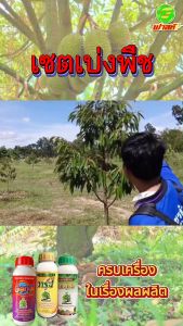 อัตราการงอกสูง อาหารทางด่วนใช้สำหรับการหายใจ พืชเขียวทนเขียวนาน ชุดเบ่งพืช2ชุด เพิ่มพลังงานเก็บสะสมในรูปของแป้งและน้ำตาล พืชสมบูรณ์แข็งแรง เพิ่มผลผลิต