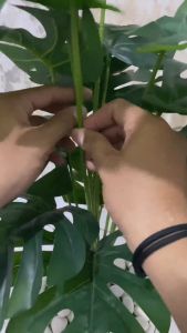 DAUN MONSTERA JUMBO 18 CABANG DAUN MONSTERA ARTIFICIAL POT BUNGA HIAS MURAH BUNGA PLASTIK DAUN PALSU DEKORASI TANAMAN HIAS MURAH