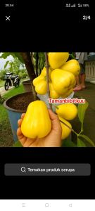 Bibit Jambu Air Kuning Haniello🌱Sudah Siap Ditanam Bibit Subur Besar Rimbun Siap Ditanam Di Lahan Maupun Di Planterbag Hasil Cangkok & Okulasi Yuk Dicekout Pemesanan Bisa COD Bayar Ditempat