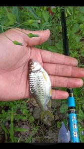 Joran Tegak Kolong Oregon Ikan Mas Ring 360, 450, 540, 630, Carbon Medium