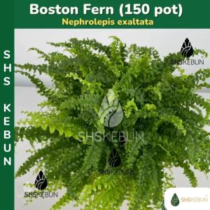 Boston Fern Live Plant Sword Fern Plant Indoor Plant Pokok Paku Pakis 波士顿蕨 Pokok Hiasan Dlm Rumah Pokok Hidup SHS KEBUN