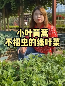 Small leaved chrysanthemum seeds 小叶茼蒿种子 光杆皇帝菜 四季蔬菜种子 light stem emperor vegetables seasonal vegetable seeds