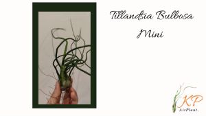 Tillandsia Bulbosa (small size) / 空气凤梨-青色章鱼 / 空气草- 青色章鱼