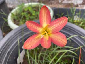 ณ.หัวดอกบัวดิน ชื่อ Rose Perfection หัวละ 10 บาท