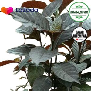 Jual Daun Handeuleum 30 Lembar Segar Daun Ungu Herbal