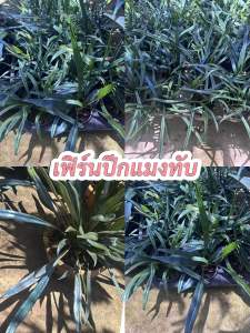 #เฟินแววปีกแมลงทับ (Microsorum Thailandicum ‘Blue Oil Fernมา)” ถือเป็นหนึ่งในไม้หายากที่คนนิยมนำเข้าเลยค่ะ ใบของเฟินแววปีกแมลงทับนั้นหนาและมีปลายเรียวแหลม แต่สิ่งที่ทำให้มันเป็นที่นิยมนั่นก็คือใบสีเขียวน้ำเงินเมทัลลิกแวววาวคล้ายกับปีกแมลงทับที่ทำให้มันดูโ