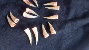 Jalu Sambung Ayam Aduan Jalu Asli/Fiber/Tanduk ukuran 2cm - 5cm