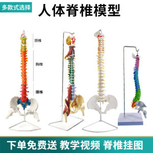 Human Spine Model Adult Bone Setting Exercise 1:1 Spine Model Cervical Spine Lumbar Spine Human Skeleton Model Skeleton
