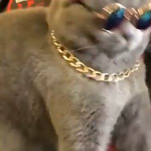 kacamata hewan peliharaan kacamata kucing kacamata anjing anti UV lucu -lucu aksesoris hewan