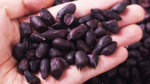 50 Seeds SD108: Organic Black Peanut Seeds