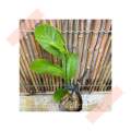 (GG real plant) anak pokok cempedak perak champion ^ bagus cepat berbuah hybrid top quality pokok durian kebun buah sedap fruit. 