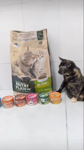 Thức ăn cho mèo LANGLIKE 5 kg siêu topping thịt thật 40% đạm không độn ngũ cốc cải thiện tiêu hóa