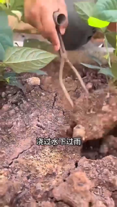 Orfila ส้อมสองง่ามแบบมือถือสำหรับคลายดิน ปลูกผัก ปลูกดอกไม้ ใส่ปุ๋ย กำจัดวัชพืช จัดส่งจากประเทศไทย