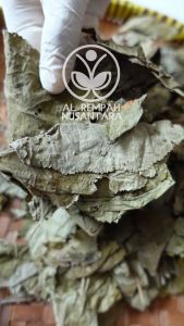 Daun Jati Belanda Kering 500gr Grade A - Obat Diet