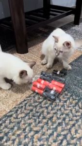 Poop Assorted Color Plain Pet Garbage Bags Clean Garbage Bags Dog Trash Poop Bag (sold per pc)