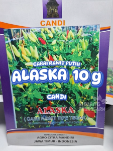 Benih Cabai Rawit Putih Alaska 10 gram cap Candi hydroponik hidroponik sayuran bibit cabe white pedas pedes setan