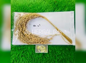 Seikat padi ketan hitam asli berbulu original utuh-az