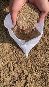 Bermuda grass seed 百慕大草籽  矮生免修剪草坪种子 dwarf without trimming lawn seed villa courtyard greening 别墅庭院绿化 四季常青