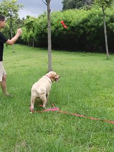 【SG】3M/4.9M Dog Leash Training Dog Rope PVC Solid Color Pet Leash Wear-Resistant Outdoor for Beach Yard Play Camping Pet Walking Harness ﻿